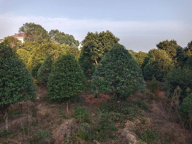 金桂多少錢一棵?2020年金桂價(jià)格最新行情預(yù)測(cè)