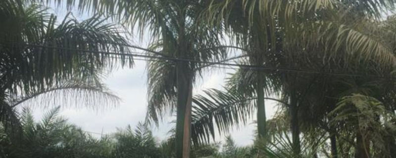 20米高大王椰子樹價格多少錢