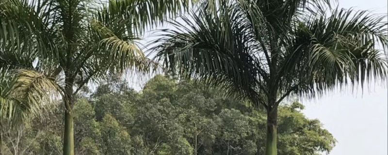 10米大王椰子樹價格多少錢一棵