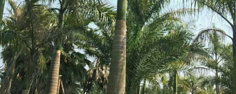 4米大王椰子樹價格多少錢一棵