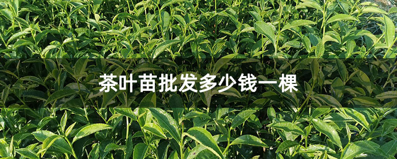 茶葉苗批發多少錢一棵