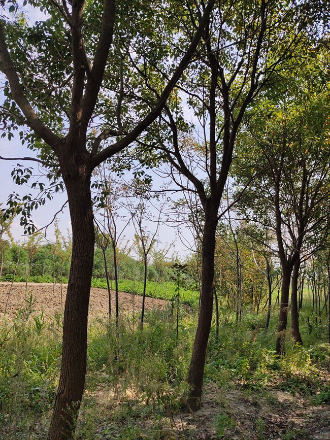 一年生紅櫸小苗多少錢一棵，