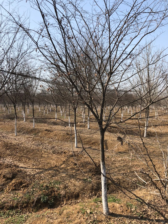 一年生紅櫸小苗多少錢一棵，