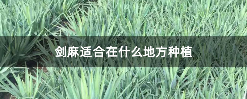 劍麻適合在什么地方種植