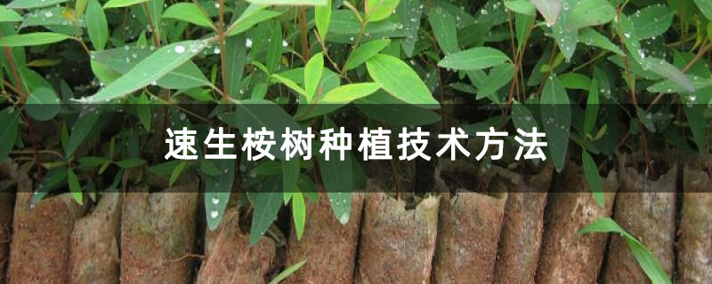 速生桉樹種植技術(shù)方法