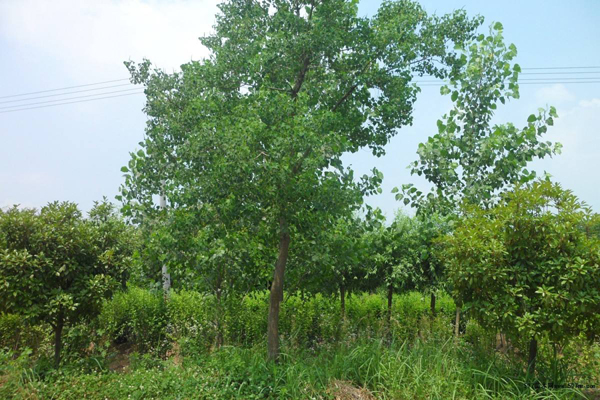 烏桕樹苗