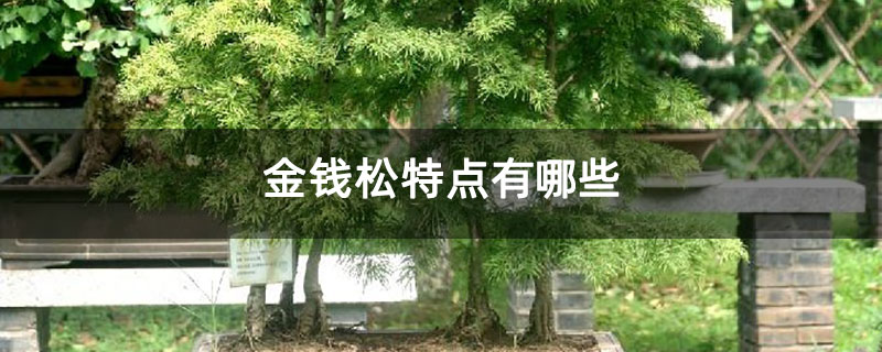 金錢松特點有哪些