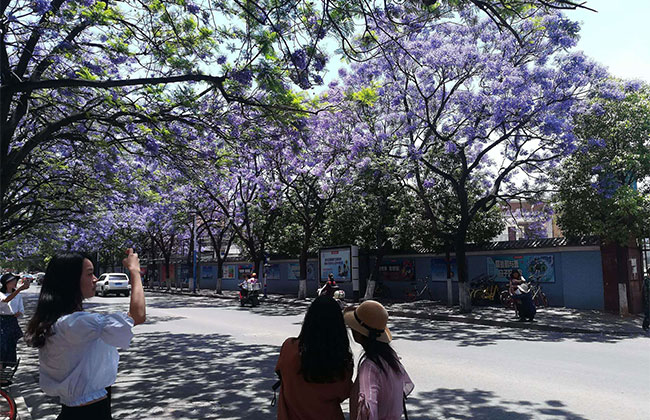 藍花楹怎么養?藍花楹種植方法簡介