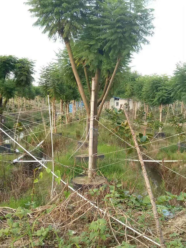 藍花楹怎么養?藍花楹種植方法簡介