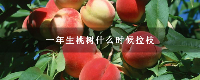 一年生桃樹(shù)什么時(shí)候拉枝