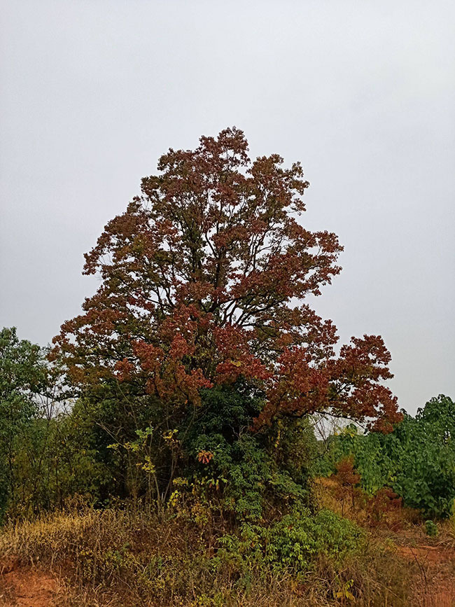 烏桕樹苗價格多少錢一棵?烏桕樹苗種植方法和注意事項