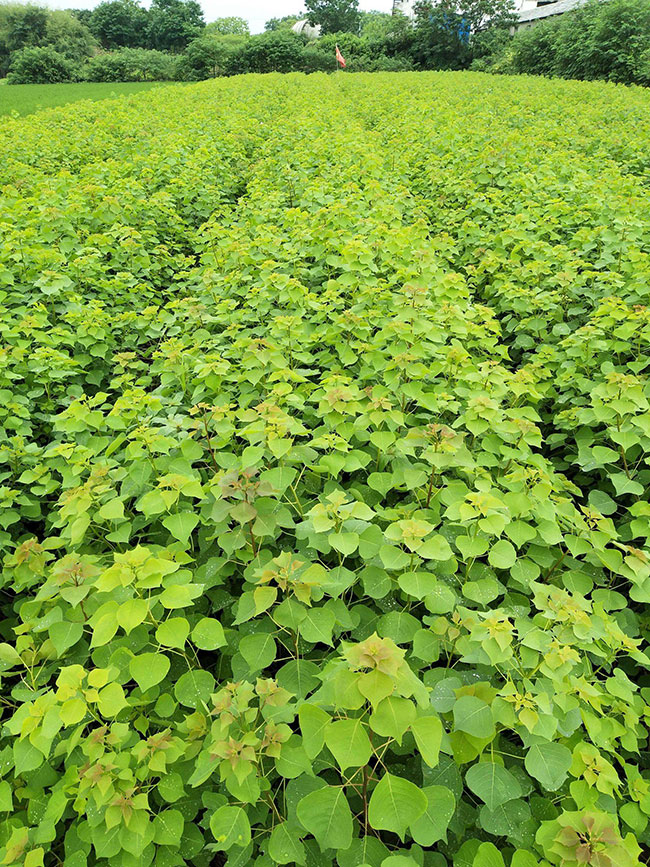 烏桕樹苗價格多少錢一棵?烏桕樹苗種植方法和注意事項