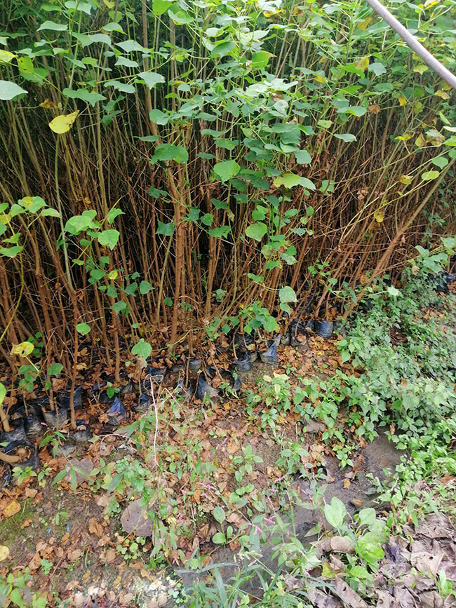 烏桕樹苗價格多少錢一棵?烏桕樹苗種植方法和注意事項