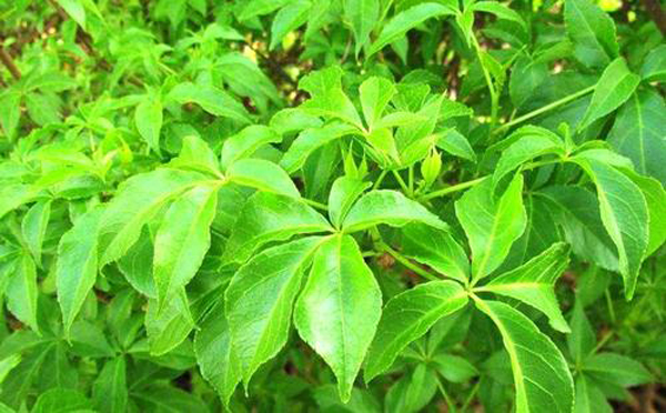 東北長梗刺五加