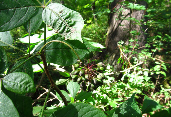 東北長梗刺五加