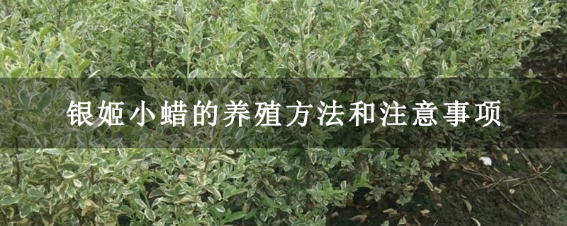 銀姬小蠟的養殖方法和注意事項