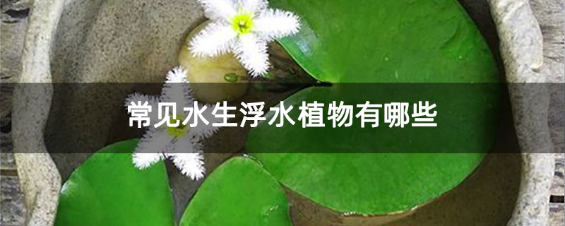 常見水生浮水植物有哪些