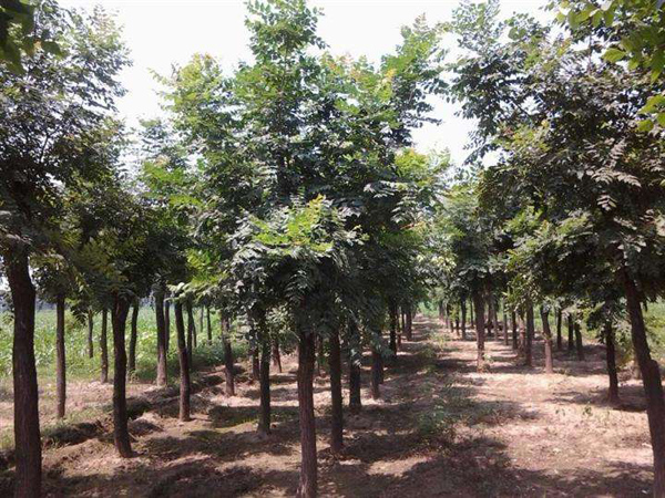 北欒基地實(shí)拍