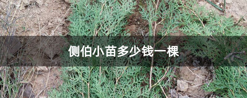 側(cè)伯小苗多少錢一棵