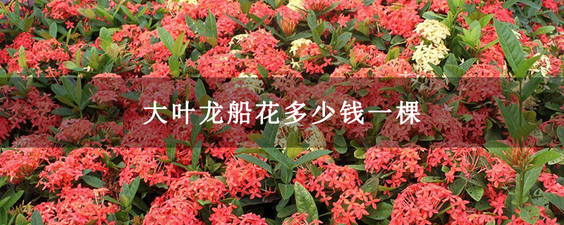 大葉龍船花多少錢一棵