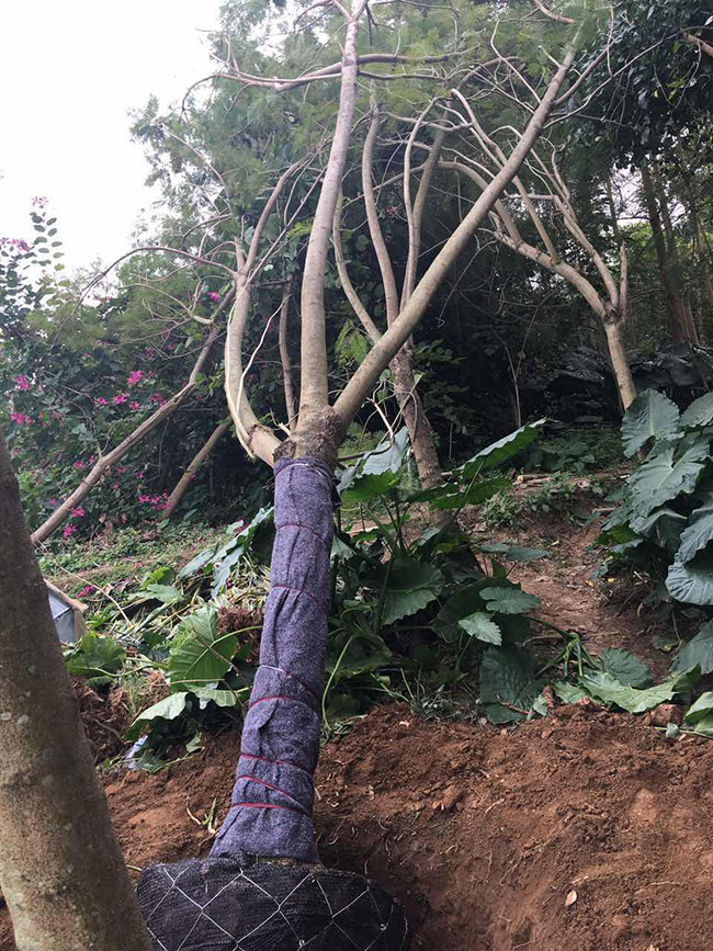 藍花楹多少錢一棵