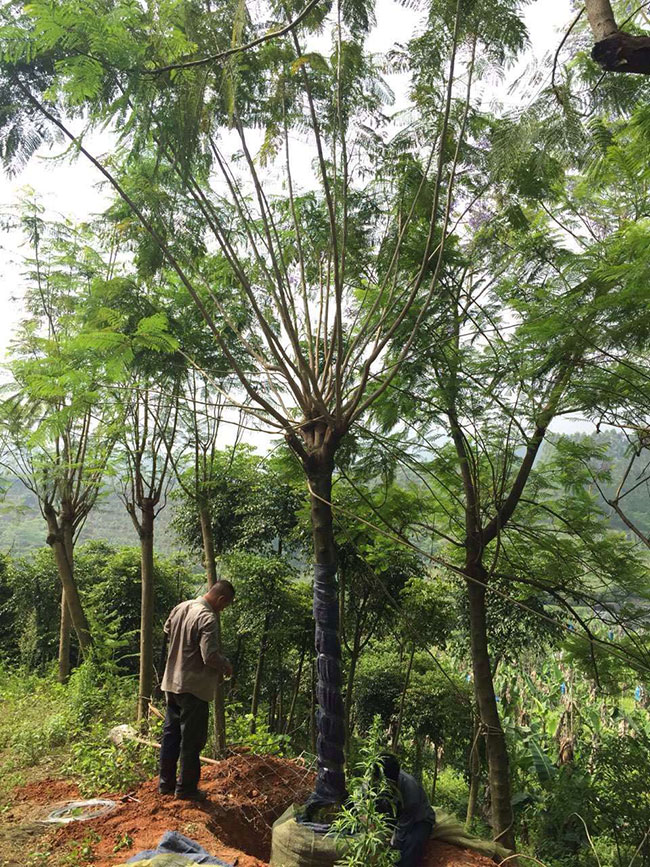 藍花楹多少錢一棵