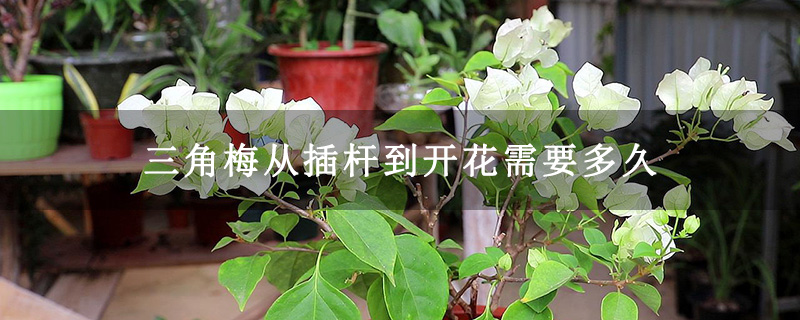 三角梅從插桿到開(kāi)花需要多久