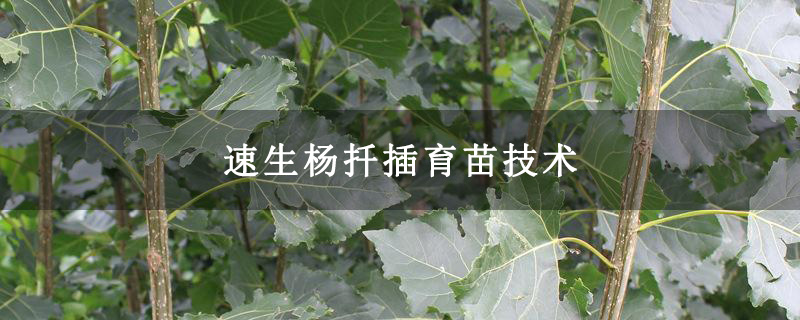 速生楊扦插育苗技術