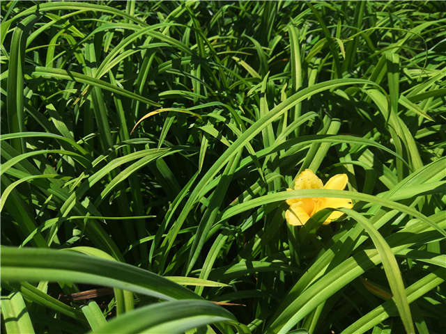 沭陽長景園林金娃娃萱草種植基地實拍圖片