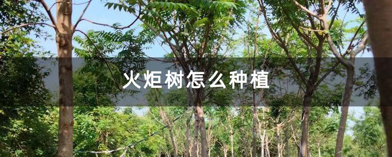 火炬樹怎么種植