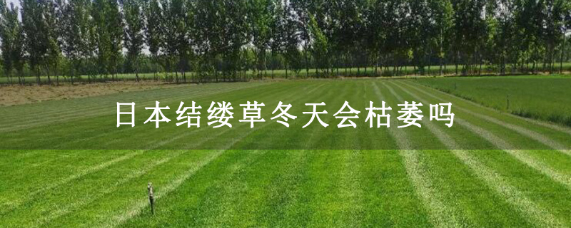 日本結縷草冬天會枯萎嗎