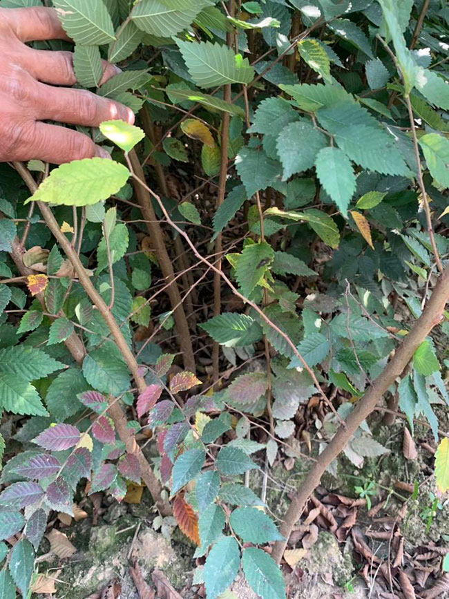 櫸樹是景區(qū)綠化中最常用園林植物，觀賞價值極高，經(jīng)常作為行道樹或者觀賞樹，也可以群植栽種成風(fēng)景。紅櫸樹抗污染能力十分強(qiáng)悍，不僅樹姿優(yōu)美，高大雄偉，還可以吸收有害氣體，抗風(fēng)能力強(qiáng)，不易伏倒。那么，紅櫸樹未來十年前景如何?紅櫸樹種植多久成才?下面我們一起來看看吧!  一、紅櫸樹未來十年前景如何? 1、觀賞 紅櫸樹生長快，樹干通直，樹姿優(yōu)美，枝葉繁茂，春季開花，秋季葉子會變成紅色，觀賞性極高。 2、綠化 紅櫸樹環(huán)境適應(yīng)能力強(qiáng)，栽植應(yīng)用廣泛，不僅可以綠化種植，還有不錯的抗污染、抗風(fēng)能力，可吸收有害氣體，改善空氣質(zhì)量，植株根深性，可以防風(fēng)固土，經(jīng)常用作護(hù)林帶樹種和水土保持樹種。 3、經(jīng)濟(jì) 紅櫸樹木材堅硬、有彈性、并且不會縮水，木材紋理清晰有光澤，可以用來制作很多家具和其他器具，經(jīng)濟(jì)價值很高。 4、前景 櫸樹的適應(yīng)能力強(qiáng)，栽植地區(qū)廣泛，發(fā)揮的綠化和生態(tài)價值比較明顯，經(jīng)常用作生態(tài)綠化樹種栽植在各大場所，產(chǎn)量和需求量都非常大，種植前景不錯。 二、紅櫸樹種植多久成才? 紅櫸樹分布地區(qū)廣，目前主要分布在廣東、廣西、貴州、云南、安徽、湖北、湖南等地，南方地區(qū)栽植廣泛。紅櫸樹幼苗生長稍慢，種植6—7年后開始轉(zhuǎn)快，樹體七八十年不衰退，百年大樹仍能正常結(jié)實(shí)。  三、2020紅櫸市場價格行情 南京市浦口區(qū)來云園藝場米徑15公分紅櫸1600元一棵; 江蘇 鎮(zhèn)江句容地之緣苗木基地米徑7公分紅櫸80元一棵; 宿遷宏洲園林綠化工程有限公司地徑2公分紅櫸10元一棵; 江蘇南京南京寶泉苗木苗圃場米徑4公分紅櫸28元一棵; 江蘇宿遷三葉園林植物有限公司米徑12公分紅櫸600元一棵。 以上就是關(guān)于紅櫸樹未來十年前景如何和紅櫸樹種植多久成才的相關(guān)介紹，不同地區(qū)不同規(guī)格的紅櫸樹價格不一樣，具體要以當(dāng)?shù)匦星闉闇?zhǔn)。以上是中國花木網(wǎng)提供的紅櫸樹基地最新報價信息，關(guān)注花木網(wǎng)可獲得各產(chǎn)地商城實(shí)時報價，及時掌握苗木行情，做活苗木生意。