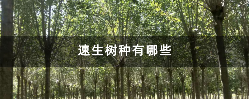 速生樹(shù)種有哪些
