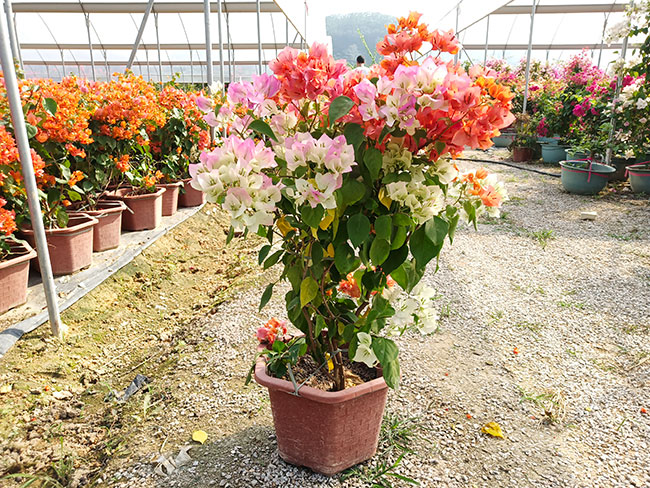 福建三角梅批發(fā)基地哪個(gè)好?大型三角梅批發(fā)基地介紹