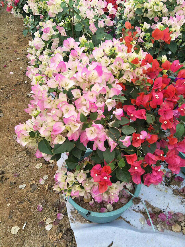 福建三角梅批發(fā)基地哪個(gè)好?大型三角梅批發(fā)基地介紹