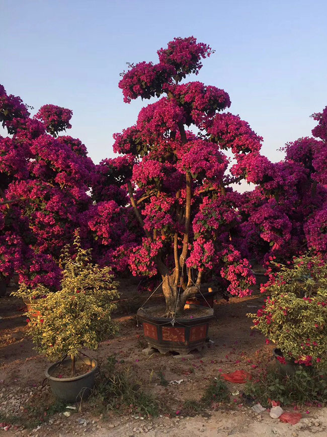 福建三角梅批發(fā)基地哪個(gè)好?大型三角梅批發(fā)基地介紹