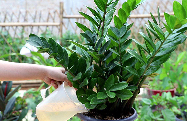 金錢樹開花嗎?金錢樹開花的寓意