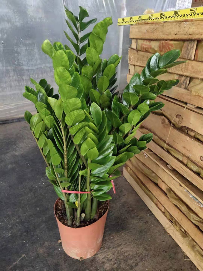 金錢樹開花嗎?金錢樹開花的寓意