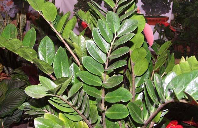 金錢樹開花嗎?金錢樹開花的寓意