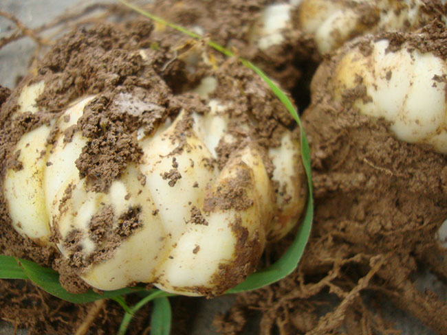 百合花語象征著什么?百合花語象征與寓意