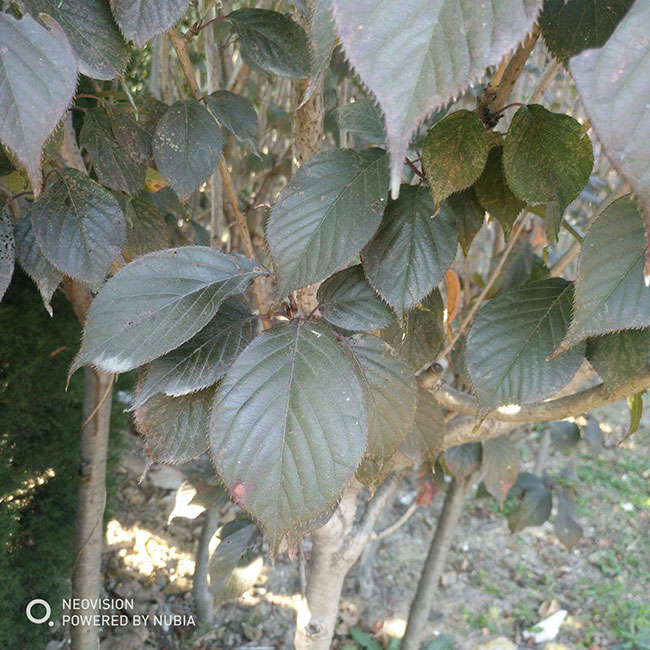 紅葉櫻花怎么扦插?櫻花樹扦插時間和方法