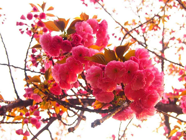 紅葉櫻花怎么扦插?櫻花樹扦插時間和方法