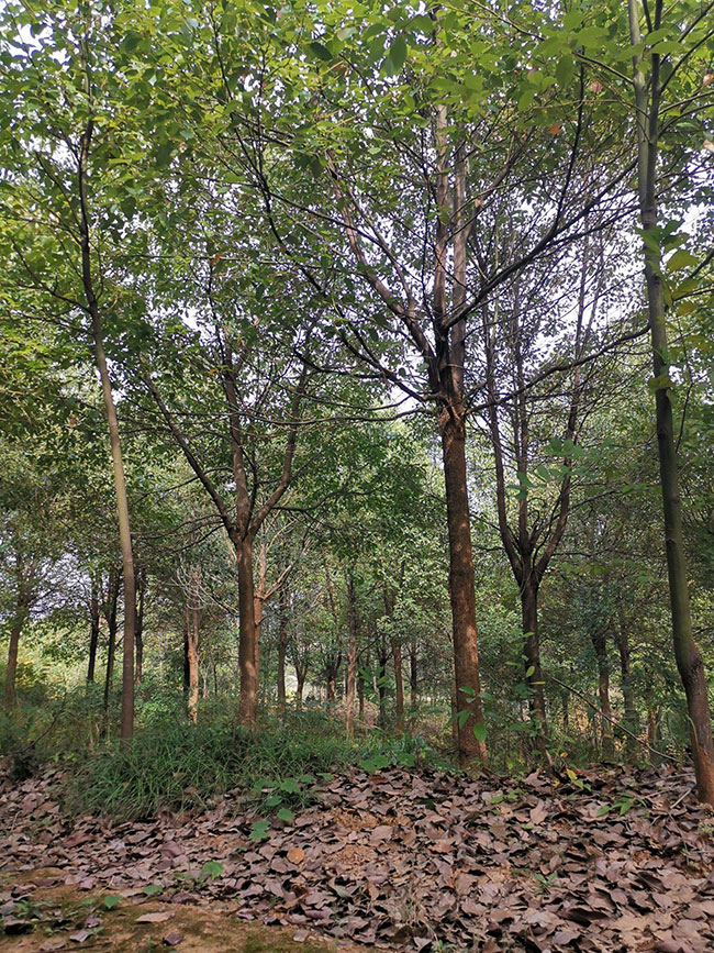 香樟樹冬天移植可以嗎?香樟樹苗的移植方法