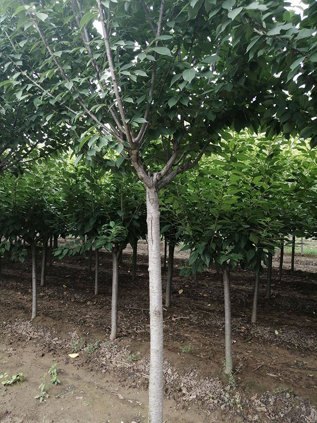 櫻花移栽后怎樣澆水?櫻花樹的移栽與管理技術