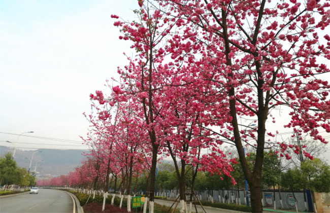 櫻花移栽后怎樣澆水?櫻花樹的移栽與管理技術