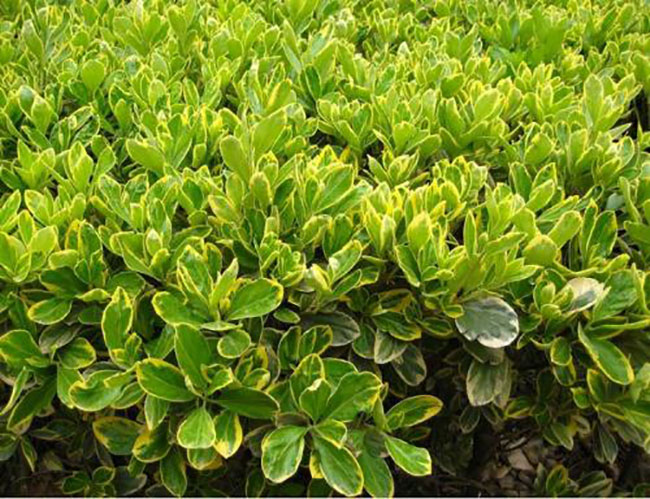 金邊黃楊病蟲害有哪些?常見病蟲害防治方法