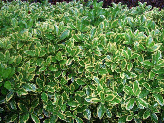 金邊黃楊病蟲害有哪些?常見病蟲害防治方法