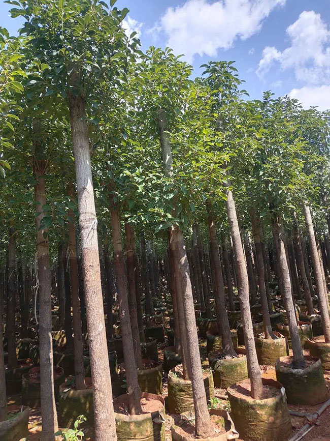 香樟小樹苗價格行情