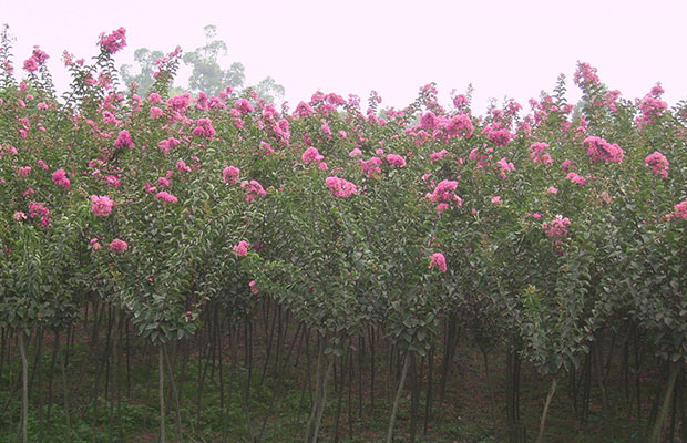 紫薇22.jpg