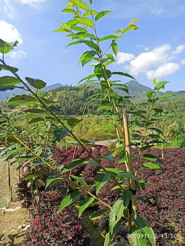 櫻花多少錢一棵?2020年櫻花樹價格行情